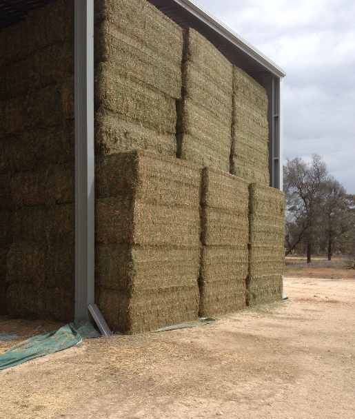 Top Grade Vetch Hay for Sale Delivered in 8x4x3 Square Bales Hay